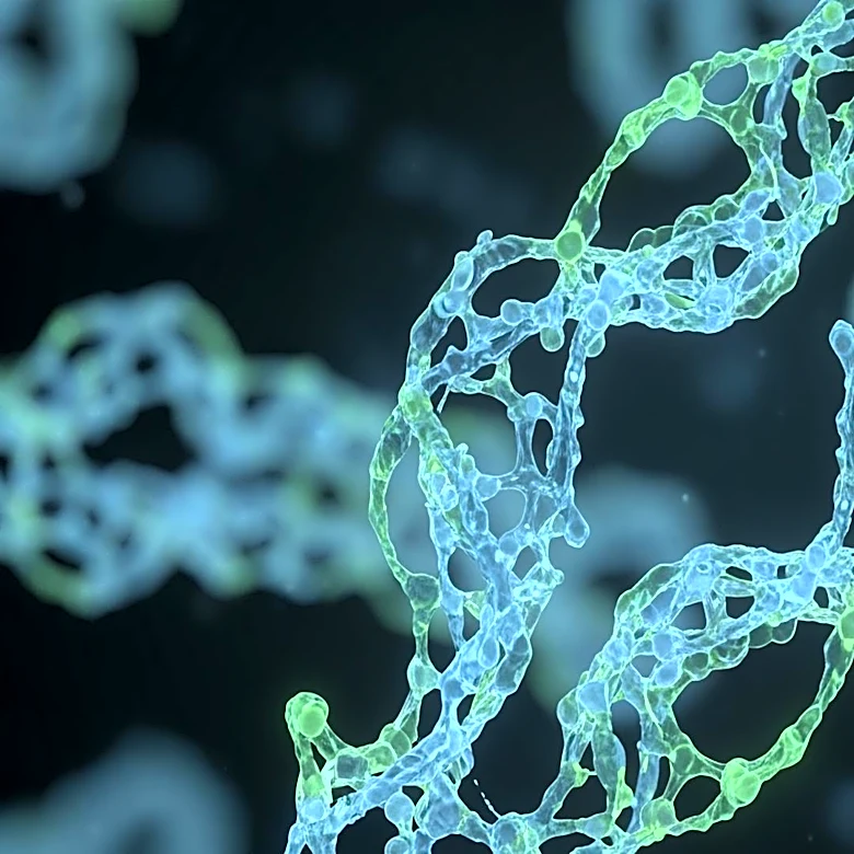 Rockefeller University Study Reveals New Insights into Antibody Generation in Germinal Centers