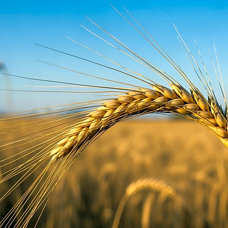 Rep. Fitzgerald Supports Legislation to Enhance U.S. Agriculture and National Security