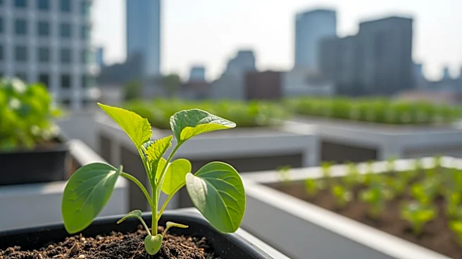 Utah State University Researchers Develop Dwarf Vegetable Crops for Urban Agriculture