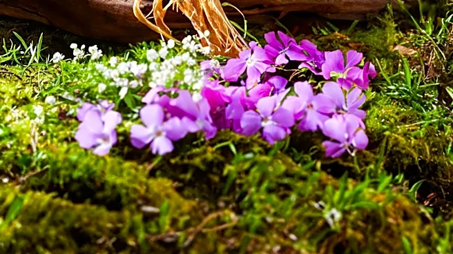 Ancient Chinese Herb Polygonum Multiflorum Shows Promise in Hair Loss Treatment