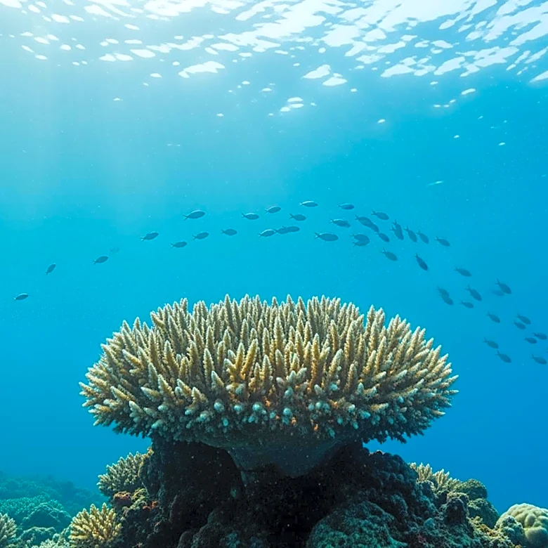 IMO Calls for Enhanced Implementation of Marine Protection Policies on World Oceans Day