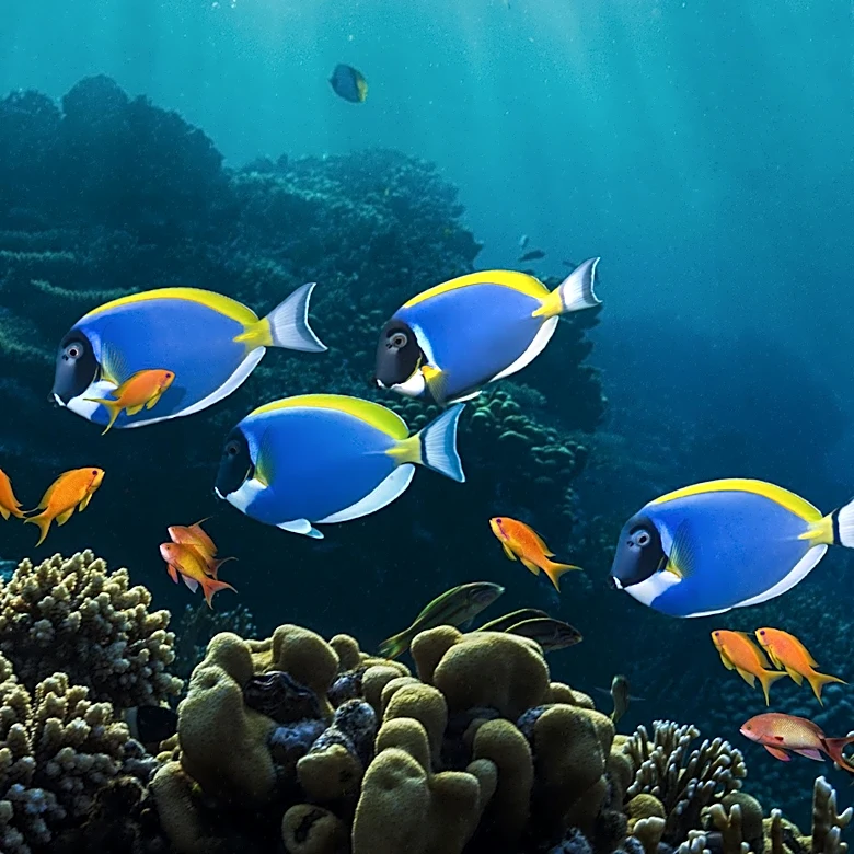 IMO Urges Nations to Implement Policies for Marine Environment Protection on World Oceans Day