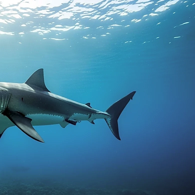 Great White Shark Filmed in Mediterranean for First Time, Shocking Scientists