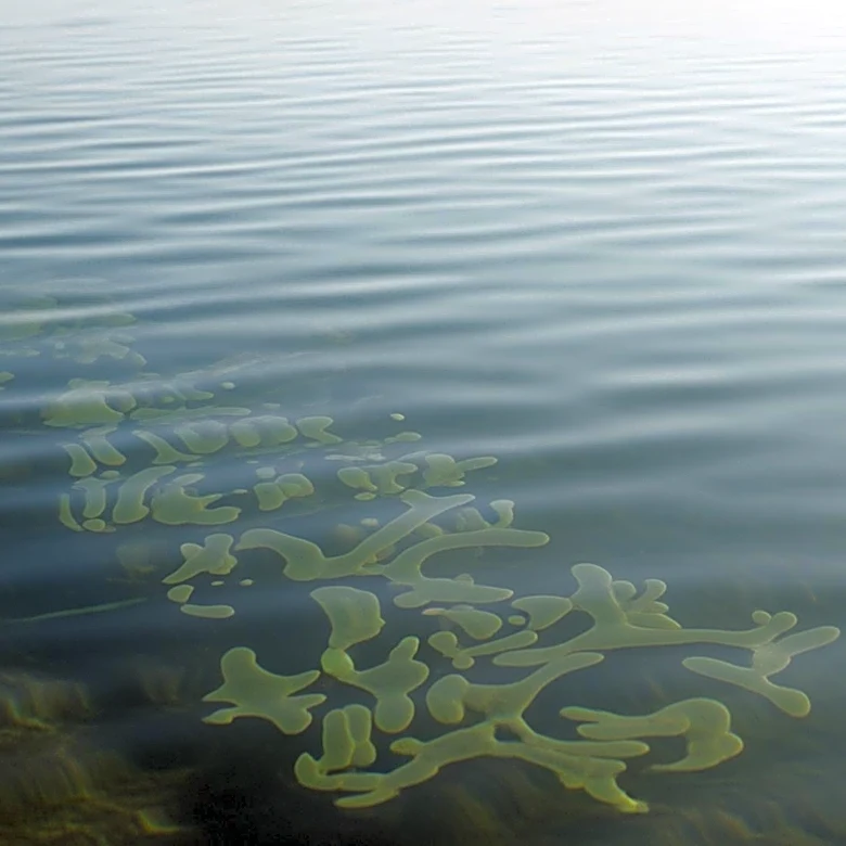 Flesh-Eating Bacteria Detected in Long Island Waters, Raising Safety Concerns