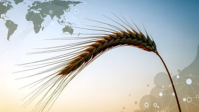 Review Identifies Strategies to Protect Global Food Security Amid Climate and Geopolitical Challenges