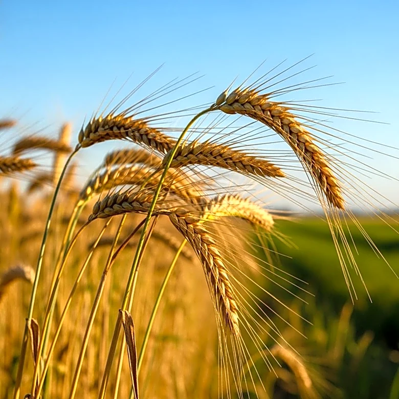BRICS Agriculture Meeting in Indore Focuses on Food Security and Climate Resilience