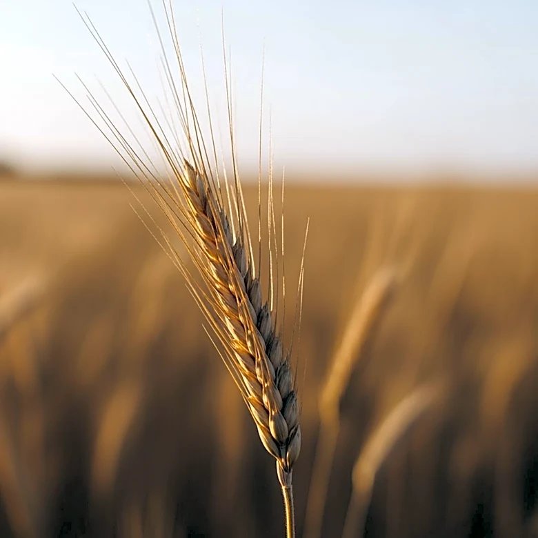 Global Review Highlights Strategies to Protect Staple Crops from Food Security Threats