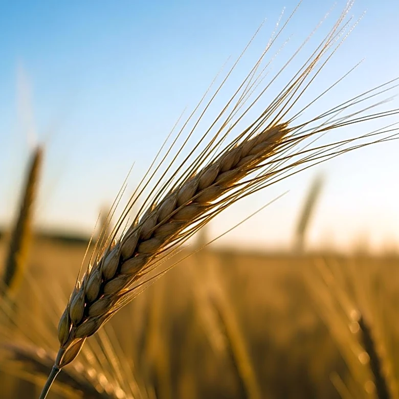 Saskatchewan Partnership Enhances Agricultural Education for Students