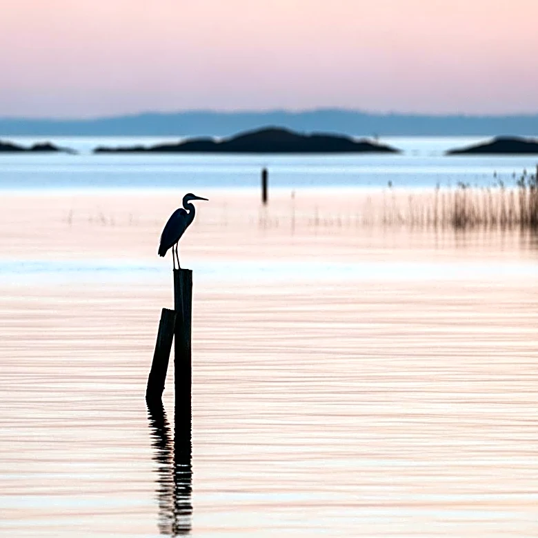 Birdwatchers Flock to Caernarfon for Rare Western Reef Heron Sighting
