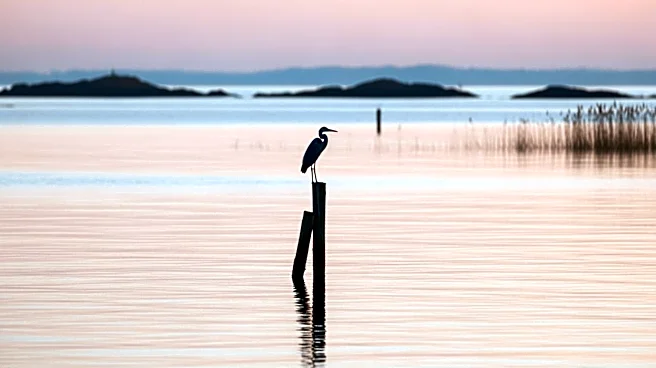 Birdwatchers Flock to Caernarfon for Rare Western Reef Heron Sighting