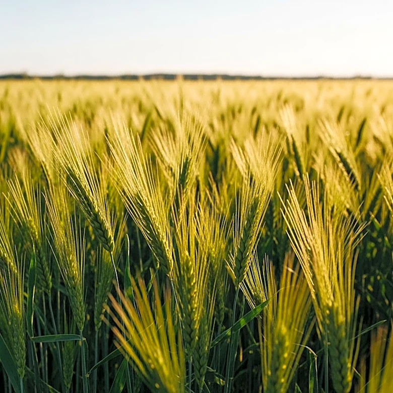 World Bank Group Highlights Potential for Job Creation in South Asia's Agriculture Sector