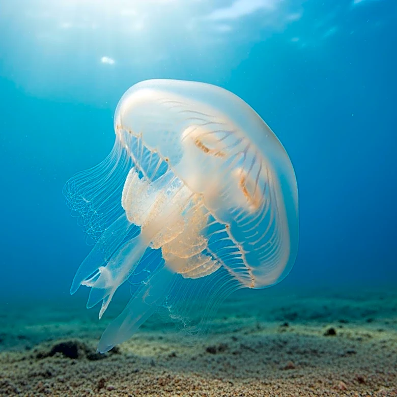 Clinging Jellyfish Return to Jersey Shore, Prompting Safety Warnings