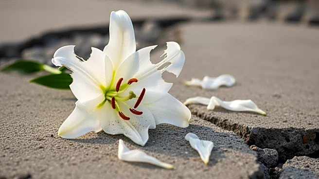 Simantov Family's Rare White Lily Project Severely Damaged by Missile Fragments