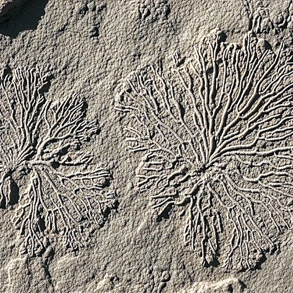 Extraordinary Fossils Reveal Bryozoans Existed During Cambrian Explosion