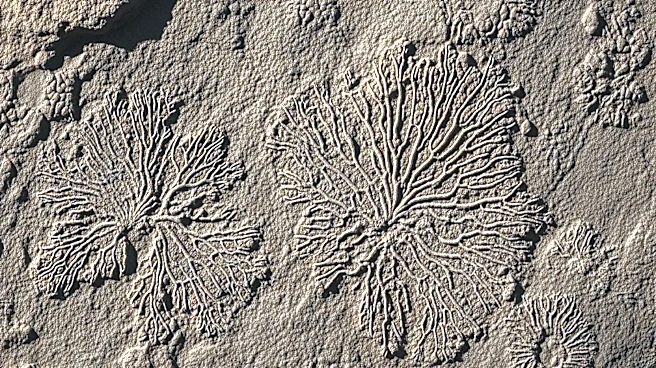 Extraordinary Fossils Reveal Bryozoans Existed During Cambrian Explosion