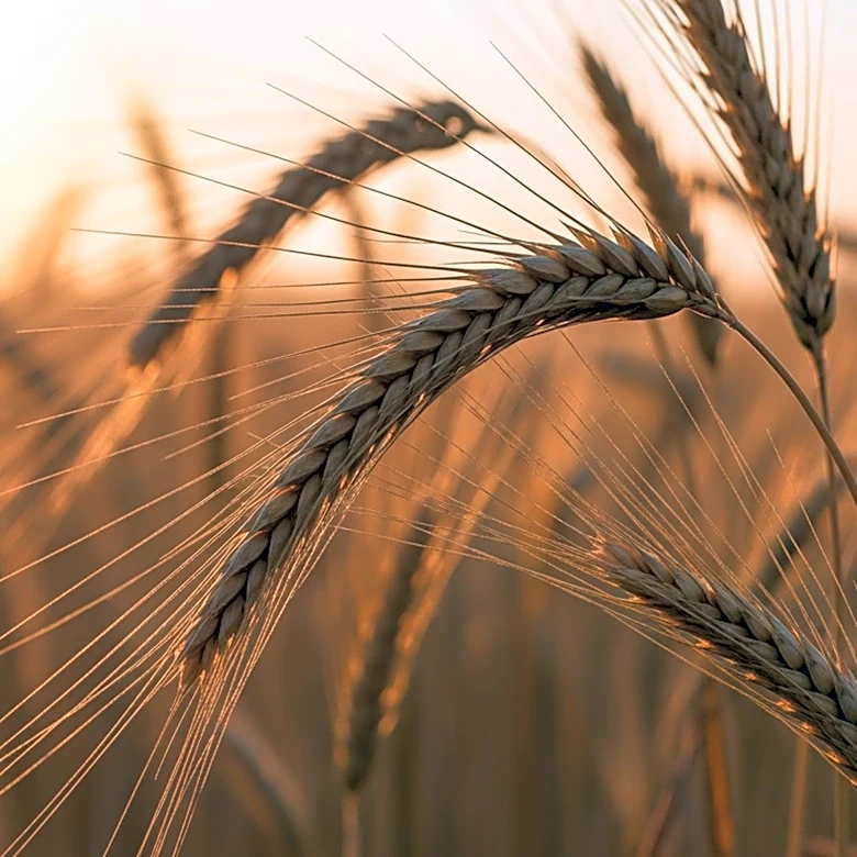 University of Abuja Agriculture Students Awarded Food Security Grants