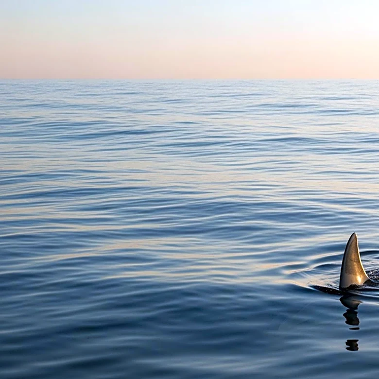 Shark Culling Debated as Safety Measure Following Recent Attack