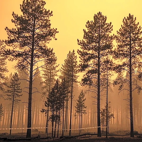 Marine Jet Crash Sparks Wildfire Near Seattle