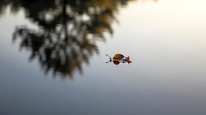 Trump Administration's Reflecting Pool Renovation Criticized After Dead Duck Found
