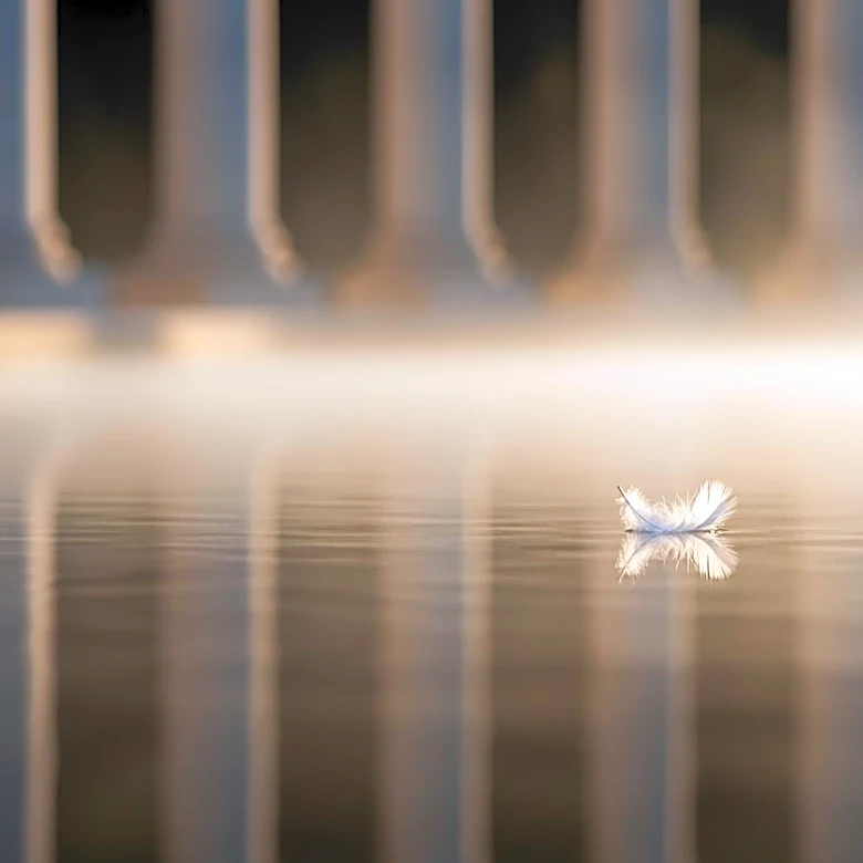 Lincoln Memorial Reflecting Pool Faces Scrutiny After Dead Duck Found Amid Renovation Issues