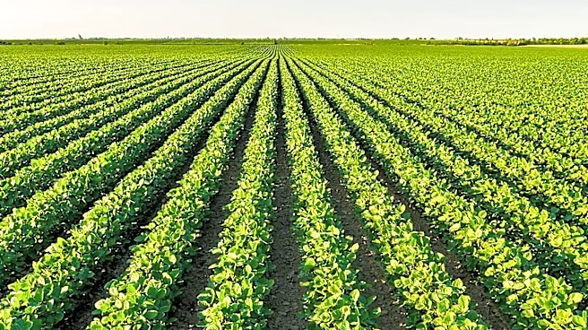 Soybean Research Project Receives Carr Endowment to Study Drought Mechanisms