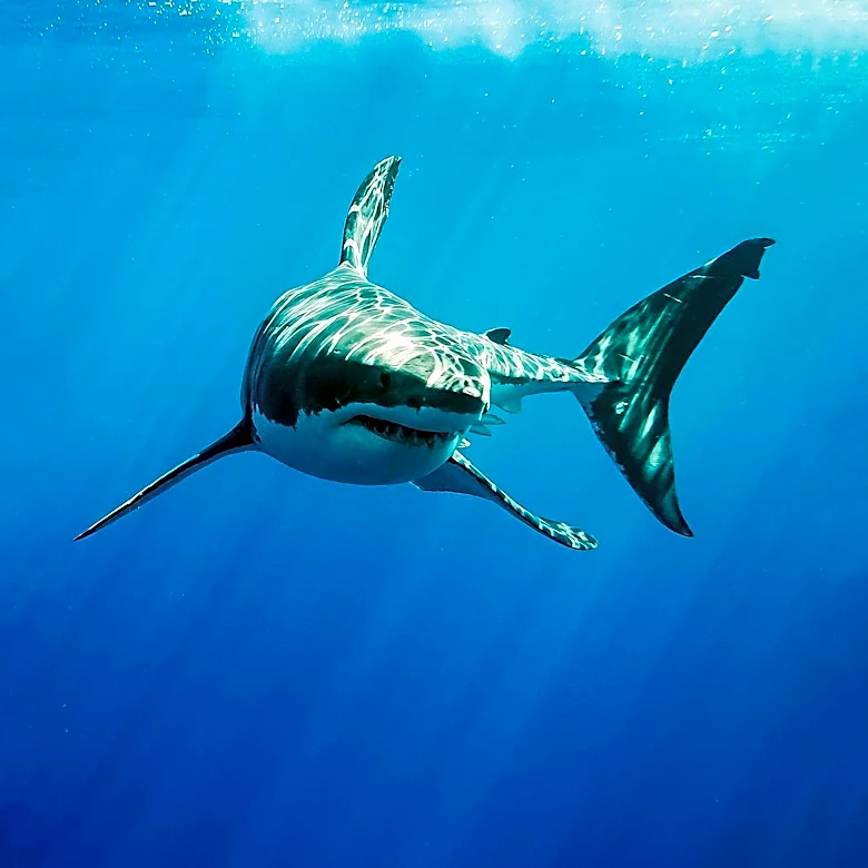 Great White Shark Sighting at Bondi Beach Causes Panic Among Swimmers