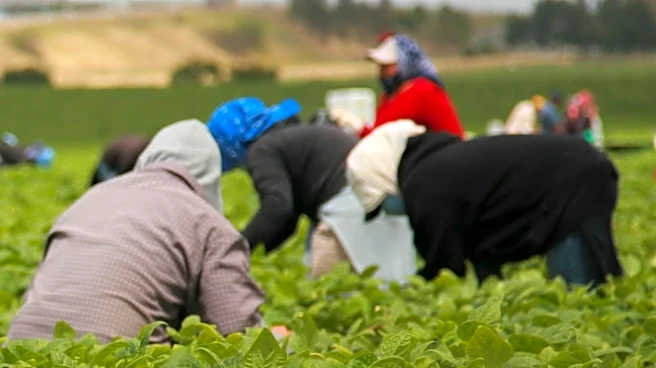 Screwworm Outbreak Poses Health Risks to U.S. Agricultural Workers