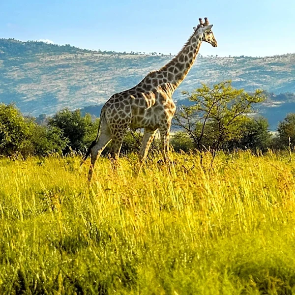 Escaped Giraffe Gracie Eludes Capture in Texas Hill Country