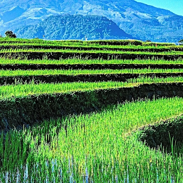 Bali Hosts International Forum to Promote Low-Emission Agriculture in Asia and Africa