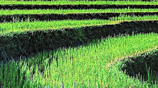 Bali Hosts International Forum to Promote Low-Emission Agriculture in Asia and Africa