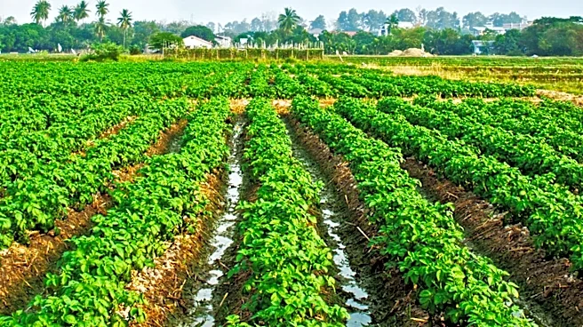 UN Agencies Report Early Recovery in Gaza's Agriculture and Livestock Sectors Amidst Ongoing Challenges