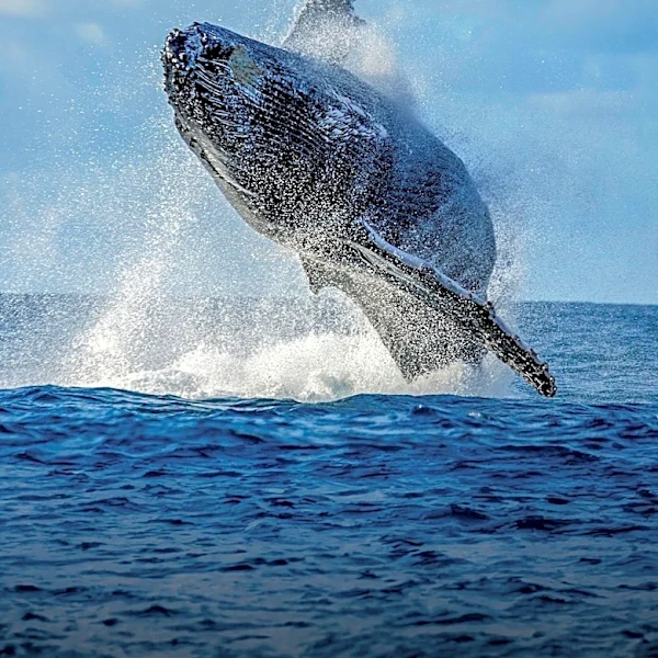 Royal Caribbean Whale Strike Highlights Global Shipping Threat to Marine Life