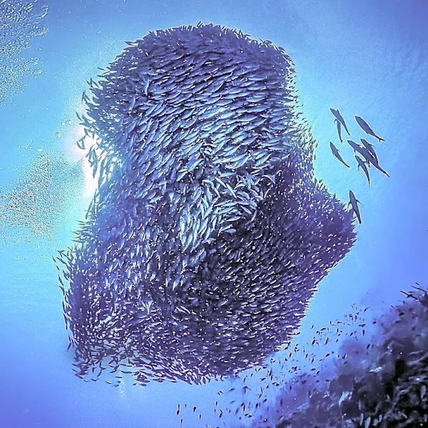 Global Conservation Efforts: The Challenges of the '30x30' Ocean Protection Target
