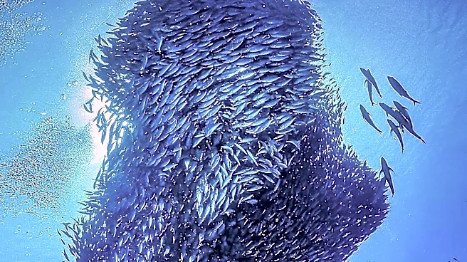 Global Conservation Efforts: The Challenges of the '30x30' Ocean Protection Target
