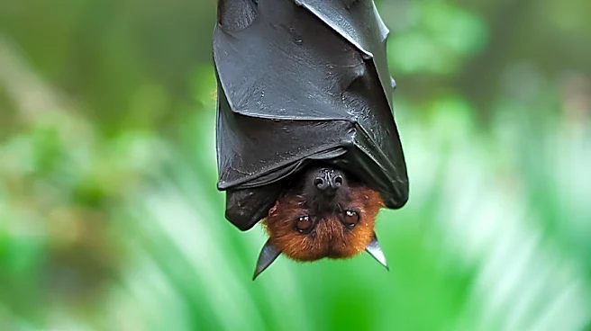 Researchers Develop Antibody Cocktail Offering Complete Protection Against Nipah and Hendra Viruses
