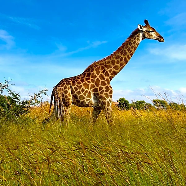 Missing Giraffe 'Gracie' Found Near Texas Ranch