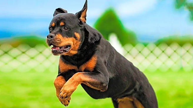 Mount Bachelor Kennel Club Hosts Successful Dog Show in Madras, OR