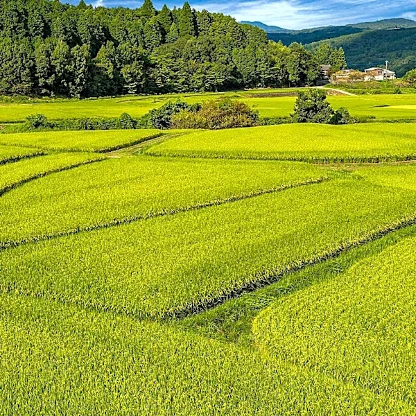 Nepal's Agriculture Minister Advocates for Climate-Resilient Rice Production