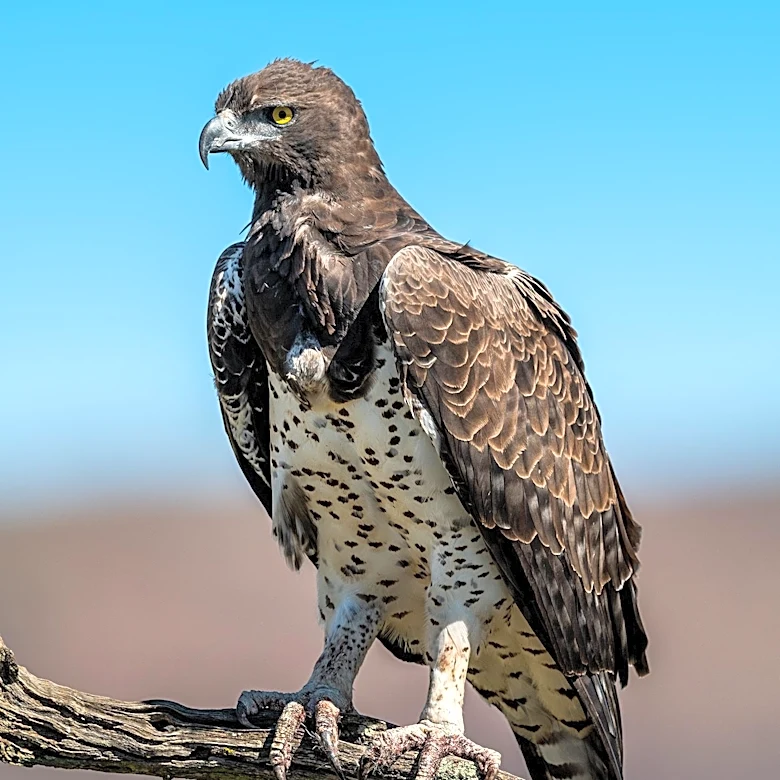 Serbian Eagle Rescued from Middle East Poachers Returns Home
