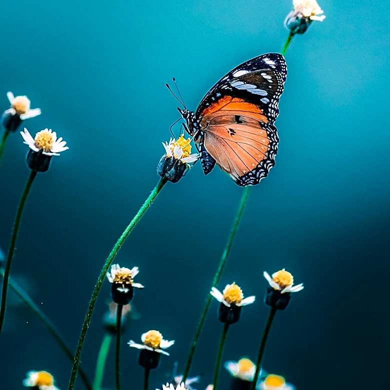 Heliconius Butterflies Exhibit Unique Longevity Traits, Offering Insights into Aging