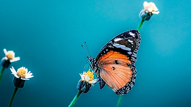 Heliconius Butterflies Exhibit Unique Longevity Traits, Offering Insights into Aging