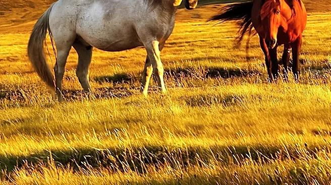 Federal Officials Plan Roundup of 450 Wild Horses in Eastern Sierra Amid Controversy