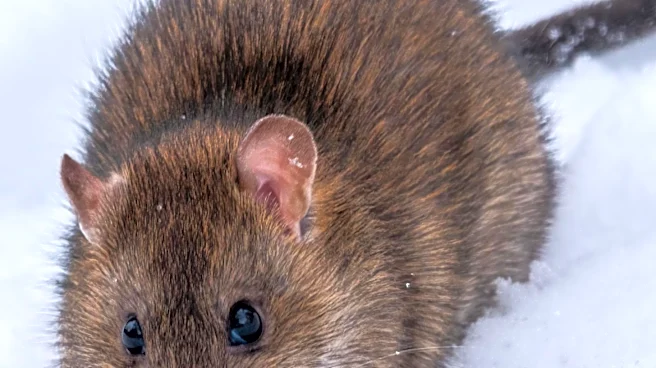 Rutgers Study Reveals Genetic Resistance in NYC Rodents to Common Poisons