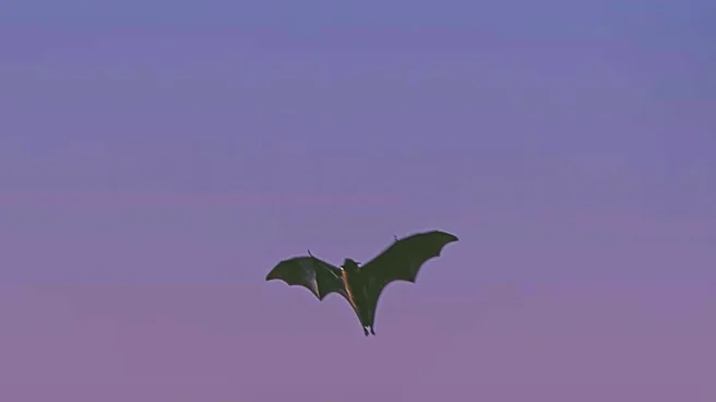 6-Year-Old Girl in Wisconsin Recovers After Rabid Bat Attack