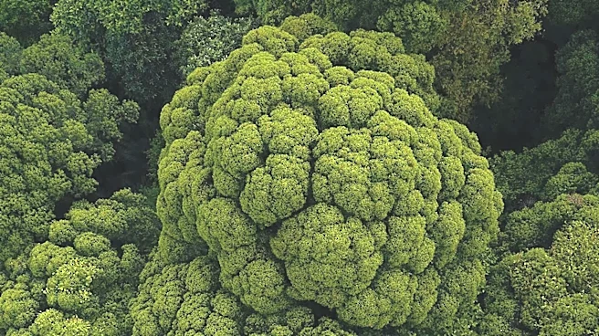 Imperial College London Study Highlights Nature-Based Interventions for Enhanced Carbon Capture in Forests