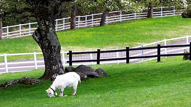 Orange County HOA Sues Family Over Fence Built to Protect Goats from Coyotes