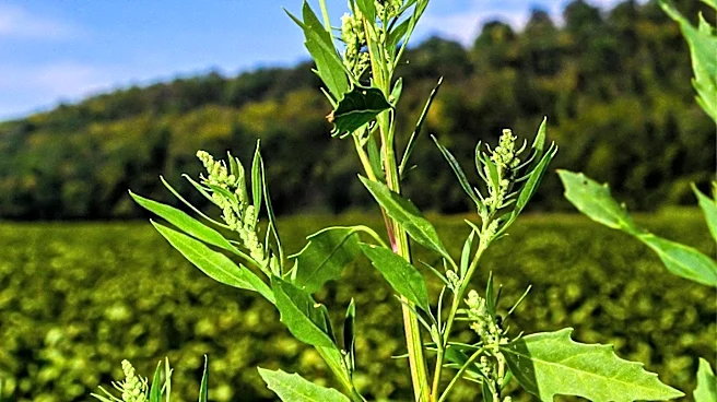 Georgia Implements Expansion of Medical Marijuana Law, Allowing Vaporized Products