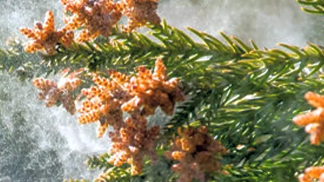 Immunomic Therapeutics Begins Phase 1 Trial for Allergy Vaccine ITI-9001 Targeting Japanese Cedar Pollen