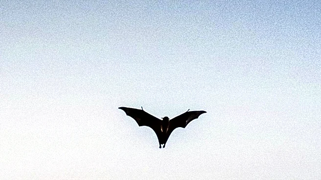 11-Year-Old Boy in Ontario Dies of Rabies After Bat Exposure
