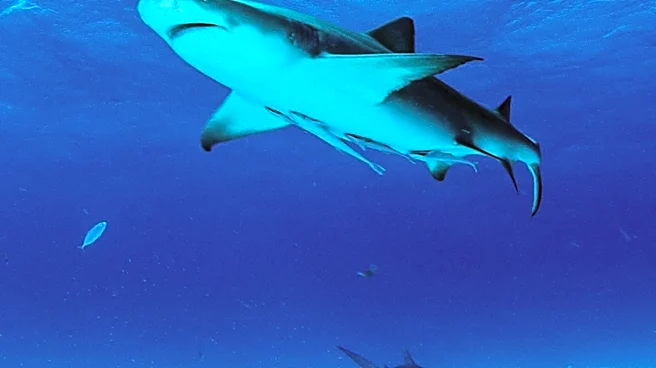 New National Alert System for Shark Attacks Inspired by Alabama Teen's Experience